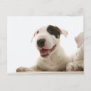 Zoek naar bull terrier briefkaarten Dier