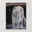 Recherche de cougar cartes postales Montagne