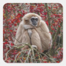 Recherche de gibbon autocollants Faune