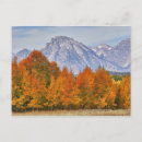 Recherche de arbre peuplier cartes postales Feuillage