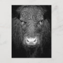 Recherche de tête de vache posters Noir et blanc