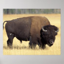 Recherche de stever art Wildlife