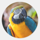 Recherche de perroquet bleu autocollants Macaw bleu et or