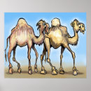 Recherche de de chameau posters Oasis