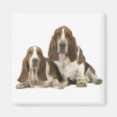 Recherche de race pure magnets Animal