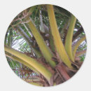 Recherche de coconut autocollants Palme
