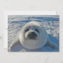 Recherche de bébé phoque vœux cartes Animal
