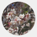Recherche de cerisier autocollants Floral