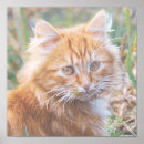 Recherche de peintures chaton posters Animaux