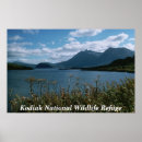 Recherche de kodiak Faune