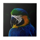 Recherche de perroquet bleu carreaux Oiseau