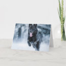 Recherche de loup noir vœux cartes Dog