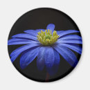 Zoek naar gerbera magneten Bloem