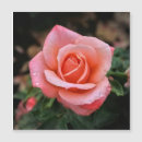 Recherche de impressions de botanique magnets Rose