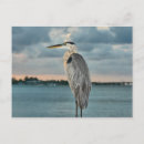 Recherche de cortez cartes postales Plage
