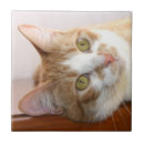 Recherche de chat tigré chat carreaux Félin
