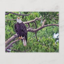 Recherche de aigle chauve cartes postales Oiseau