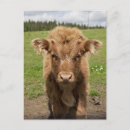 Recherche de tête animale cartes postales Extérieur