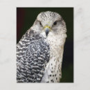 Zoek naar valken briefkaarten Dieren