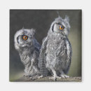 Recherche de hibou magnets Bébé