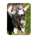 Recherche de chèvre mignonne magnets Fermes