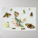 Recherche de jan van kessel posters Papillon