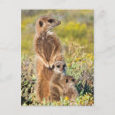 Recherche de suricates cartes postales Bébé suricate