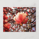 Recherche de baume cartes postales Rose