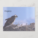 Recherche de les aigles cartes postales Photographie