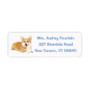 Recherche de corgi Chiot de corgi