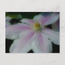 Recherche de clematis cartes postales Printemps
