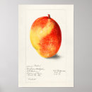 Recherche de mangue art Vintage
