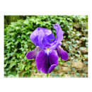Recherche de iris barbu Pourpre