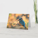 Zoek naar ijsvogels kaarten Ijsvis