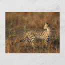 Recherche de serval cartes postales Faune