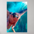 Recherche de pérégrination posters Rapaces