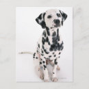 Recherche de chien dalmatien cartes postales Animal