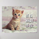 Recherche de chat domestique posters Jour