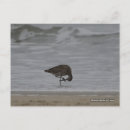 Zoek naar strandloper briefkaarten Beach