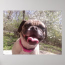 Recherche de carlin mignon posters Animaux
