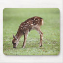 Recherche de honshu tapis souris Faune