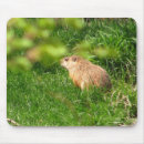 Recherche de marmottes tapis souris Groundhog