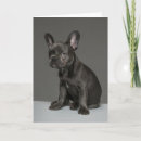 Zoek naar french bulldog kaarten Puppy
