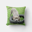 Zoek naar staffy kussens Hond