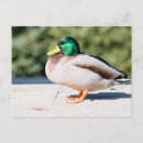 Recherche de drague cartes postales Mallalard