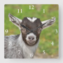 Recherche de nain horloges Ferme