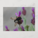 Zoek naar hommel briefkaarten Insecten
