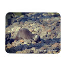 Recherche de loutre mignonne cuisine dîner Amoureux des animaux