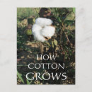 Recherche de cotton cartes postales Plante