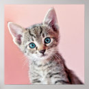 Recherche de yeux de tigre posters Plan rapproché